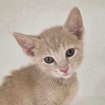 Prairie -  Domestic Short Hair Cat for Adoption in Cumming, Georgia - Prairie | PetCurious
