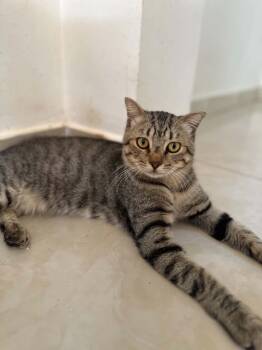 Dune -  Scottish Fold Cat for Adoption in Mississauga, Ontario - Dune | PetCurious