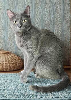 Rescue Domestic Short Hair and American Shorthair Cats for Adoption in Mesa, Arizona - Gage | PetCurious