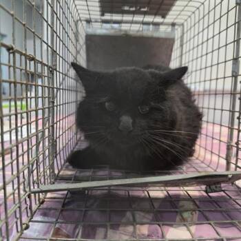 Hawk -  Domestic Short Hair Cat for Adoption in Des Moines, Iowa - Hawk | PetCurious
