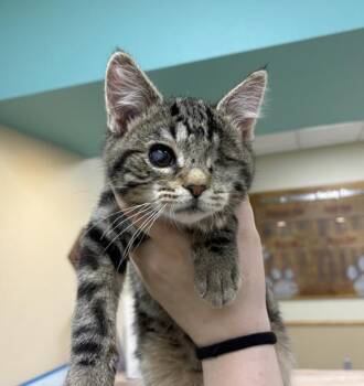 Domestic Short Hair Cats Available for Adoption in Sioux City, Iowa - King Louie | PetCurious