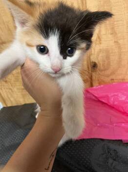 Abyssinian Cats Available for Adoption in Dyersburg, Tennessee - Maddie | PetCurious