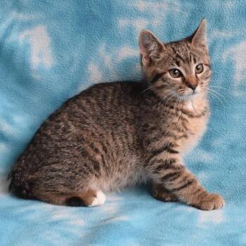Guadalupe 52994 -  Domestic Short Hair Cat for Adoption in Eureka, California - Guadalupe 52994 | PetCurious