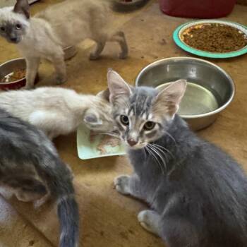 Char -  Domestic Short Hair Cat for Adoption in Tulsa, Oklahoma - Char | PetCurious