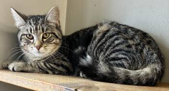 Domestic Short Hair Cats Available for Adoption - SIS | PetCurious