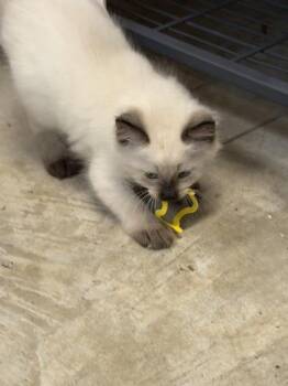 Siamese Cats Available for Adoption in Liverpool, Texas - Milky Way | PetCurious