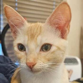Persephone -  Domestic Short Hair Cat for Adoption in Los Angeles, California - Persephone | PetCurious