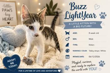 Buzz Lightyear -  Domestic Short Hair Cat for Adoption in Ashland, Kentucky - Buzz Lightyear | PetCurious
