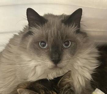 Domestic Long Hair Cats Available for Adoption in Golden, Colorado - Fireball | PetCurious