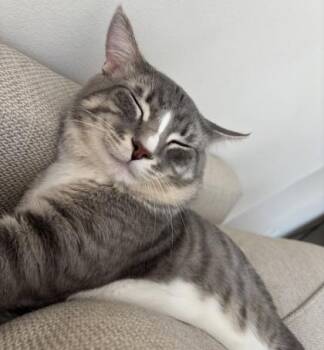 Domestic Short Hair Cats Available for Adoption - Sushi | PetCurious