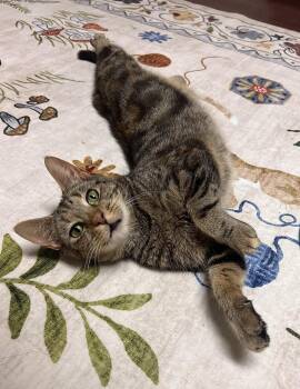 Meadow -  Domestic Short Hair Cat for Adoption - Meadow | PetCurious