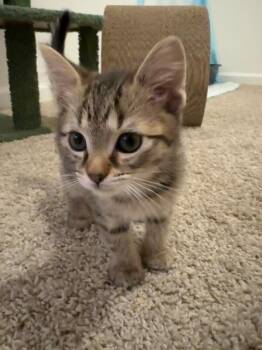 Domestic Short Hair Cats Available for Adoption in Fort Collins, Colorado - Miso | PetCurious