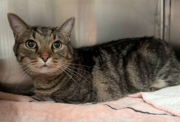 Zane H -  Tabby Cat for Adoption in Somerset, Kentucky - Zane H | PetCurious