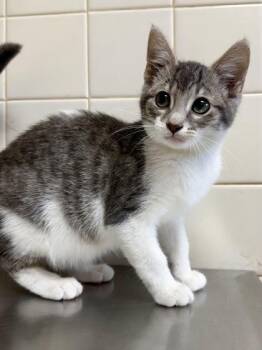 Castle -  Domestic Short Hair Cat for Adoption in San Antonio, Texas - Castle | PetCurious