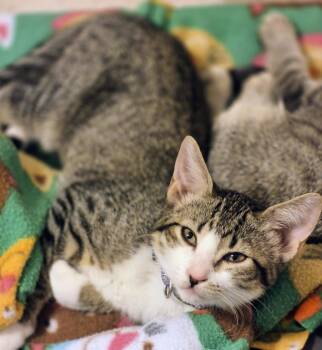 Princess Di -  Domestic Short Hair Cat for Adoption in Phoenix, Arizona - Princess Di | PetCurious
