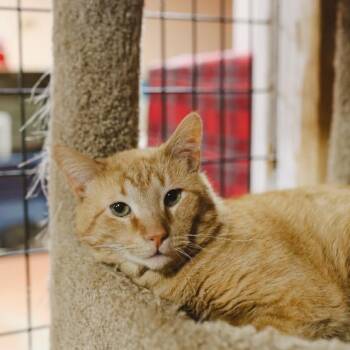 Domestic Short Hair Cats Available for Adoption - Milton  | PetCurious