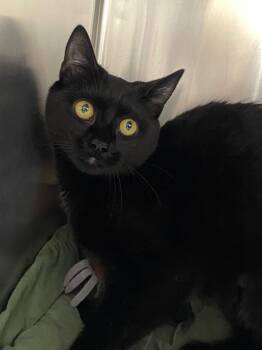 Rescue Domestic Short Hair Cats for Adoption in Pomona, New York - Samara | PetCurious