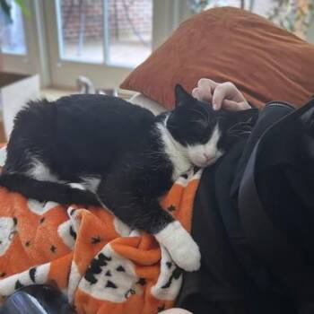 Domestic Short Hair Cats Available for Adoption - Storm | PetCurious