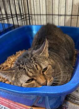 Tabby and Domestic Short Hair Cats Available for Adoption - Jasper | PetCurious