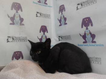 PINK -  Domestic Short Hair Cat for Adoption in Orlando, Florida - PINK | PetCurious