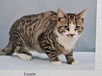 Domestic Short Hair Cats Available for Adoption in Cincinnati, Ohio - Louie | PetCurious
