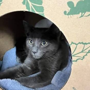 Gray Ball -  Domestic Short Hair Cat for Adoption in Baltimore, Maryland - Gray Ball | PetCurious