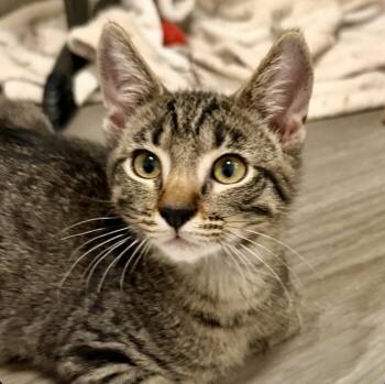 Hot Pie -  Domestic Short Hair Cat for Adoption in Sonora, California - Hot Pie | PetCurious
