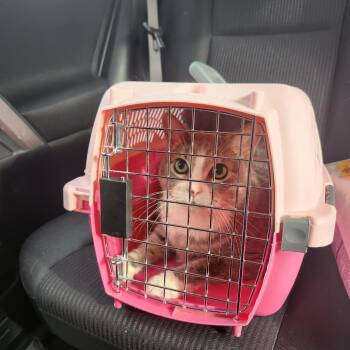 Sugar -  Domestic Short Hair and Mixed Breed Cat for Adoption in Chicago, Illinois - Sugar | PetCurious