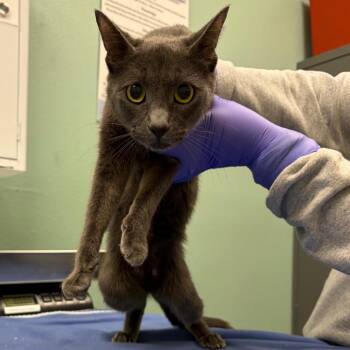 Domestic Short Hair Cats Available for Adoption in Keizer, Oregon - Stray 04/23/26 A64664 | PetCurious