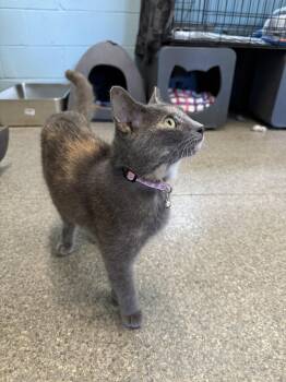Rescue Domestic Short Hair Cats for Adoption in Warren, Ohio - Jessica | PetCurious