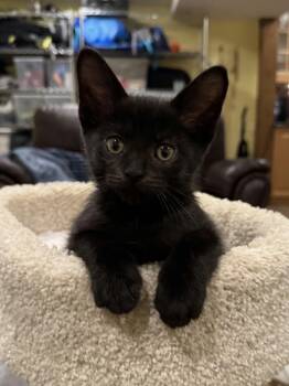Charlie -  Domestic Short Hair Cat for Adoption in Hamilton, Ontario - Charlie | PetCurious