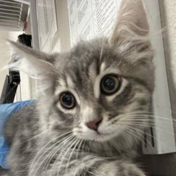 Rosalio -  Domestic Medium Hair Cat for Adoption in Yuma, Arizona - Rosalio | PetCurious