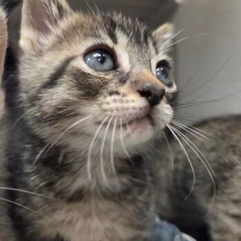 Domestic Short Hair Cats Available for Adoption in Lake Panasoffkee, Florida - Triscuit | PetCurious