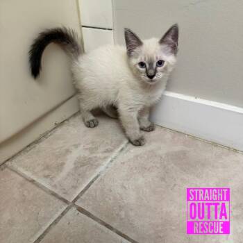 Butter Pecan -  Siamese Cat for Adoption in Vancouver, British Columbia - Butter Pecan | PetCurious