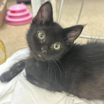Chonker -  Domestic Short Hair Cat for Adoption in Sonoma, California - Chonker | PetCurious