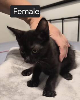 Tortellini -  Domestic Short Hair Cat for Adoption in San Diego, California - Tortellini | PetCurious