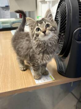 Orchid -  Domestic Long Hair Cat for Adoption in Big Rapids, Michigan - Orchid | PetCurious