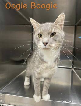 Rescue Domestic Short Hair Cats for Adoption in Burlington, Iowa - Oogie Boogie | PetCurious