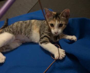 Etta (Tiff-fostered in New England) -  Domestic Short Hair and Tabby Cat for Adoption in Brighton, Tennessee - Etta (Tiff-fostered In New England) | PetCurious