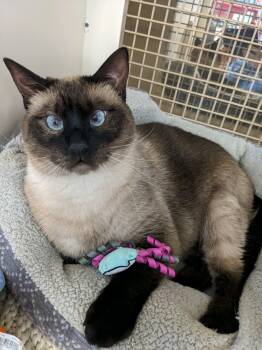 Siamese Cats Available for Adoption - Lucille | PetCurious