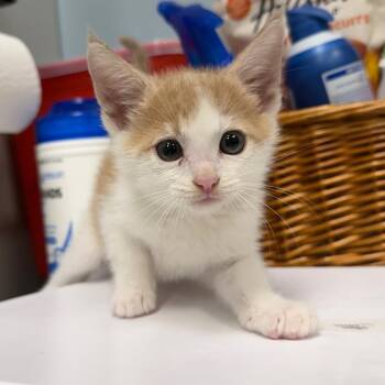 Mango -  Domestic Short Hair Cat for Adoption in Milton, Florida - Mango | PetCurious