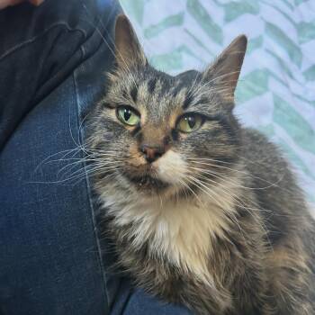 Domestic Long Hair and Maine Coon Cats Available for Adoption - Phantom | PetCurious
