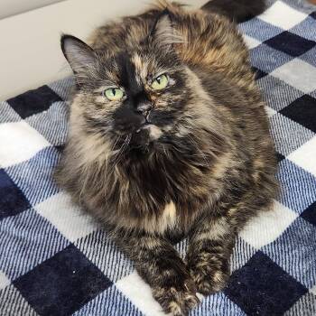Fancy -  Tortoiseshell Cat for Adoption in Marshfield, Wisconsin - Fancy | PetCurious