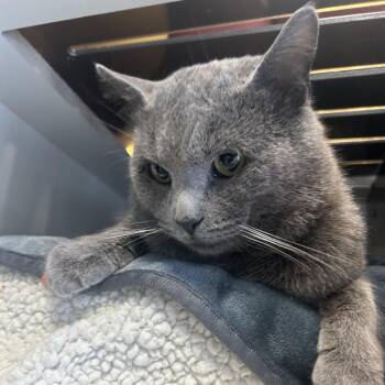 Domestic Short Hair Cats Available for Adoption - Corduroy | PetCurious