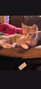 Fernpaw -  Domestic Short Hair Cat for Adoption in Berwick, Pennsylvania - Fernpaw | PetCurious