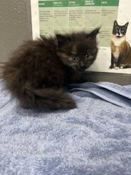 Almond Crunch -  Domestic Medium Hair and Domestic Short Hair Cat for Adoption in Fort Worth, Texas - Almond Crunch | PetCurious