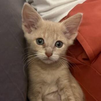 Rescue Domestic Short Hair Cats for Adoption in Troy, Illinois - Hey, Arnold | PetCurious