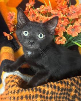 5/1/26 Miguel -  Domestic Short Hair Cat for Adoption in Stillwater, Oklahoma - 5/1/26 Miguel | PetCurious