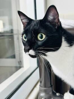 Domestic Short Hair Cats Available for Adoption in Healdsburg, California - Mimi | PetCurious