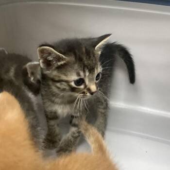 San Diego -  Domestic Short Hair Cat for Adoption in Galveston, Texas - San Diego | PetCurious